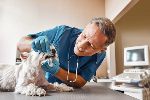 Best Pediatric Emergency Dentist in Indian Hills, NV